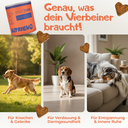 Übersicht der Nutrilino Hundesnacks für verschiedene Bedürfnisse. GoodJump unterstützt Gelenke und Knochen, GoodPoo fördert Verdauung und Darmgesundheit, GoodVibes unterstützt Entspannung und innere Ruhe. Für aktive, ausgeglichene und gesunde Hunde.