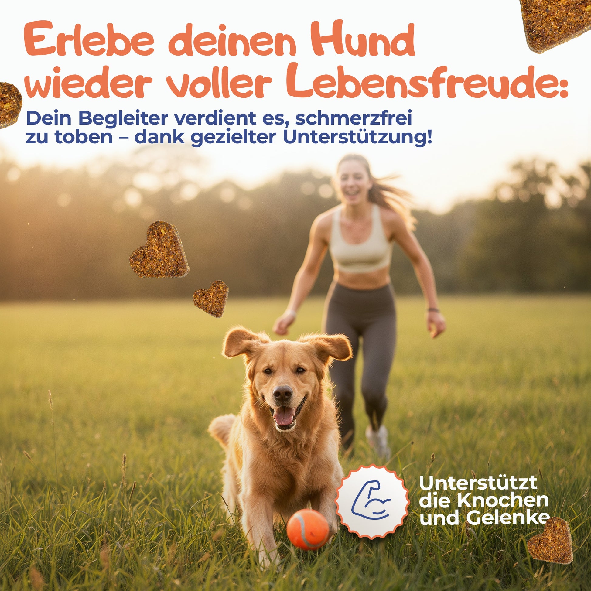Aktiver Hund läuft mit Ball über eine Wiese und spielt mit seiner Besitzerin. Nutrilino GoodJump Hundesnacks unterstützen Gelenke, Knochen und Beweglichkeit mit Glucosamin, MSM, Kollagen und Hyaluronsäure für aktive Hunde und Hundesenioren.